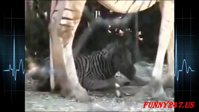 Zebra giving birth LIVE ☆ Animals Giving Birth 2015