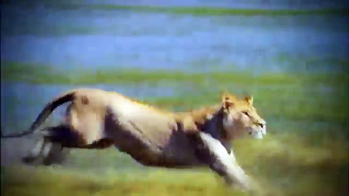 African Lions National Geographic Documentary 720p  National Geographic Wild Premiere TV™