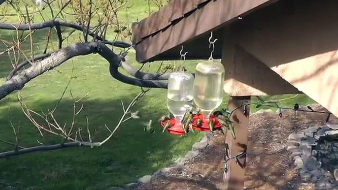 Anna's Hummingbirds At The Feeder