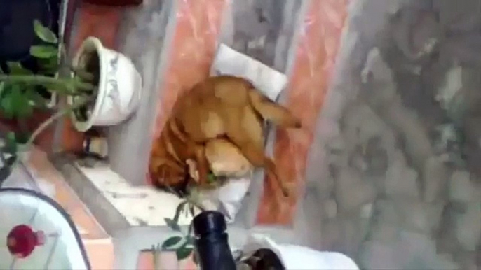 Funny Cats And Dogs Sleeping Together A Cute Animals Videos Compilation 2015