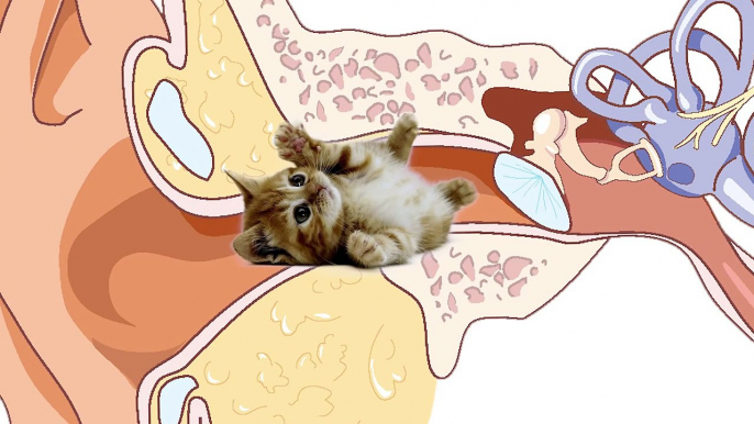 ENT Basics 2: Foreign Bodies in the Ear or "My Ear is full of Cat".