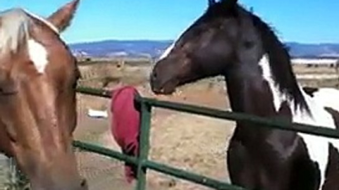 Geldings Talking - Special Horse Whisperer Rope Halter- Roper 2 of 3 - Natural Horsemanship