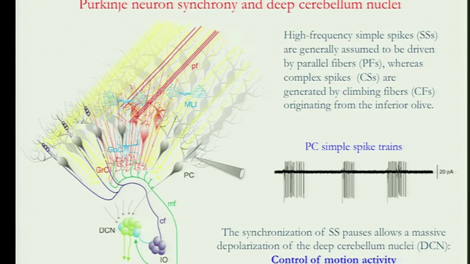 Francesco Pavone: Journey into the Brain: from Single Synapse to Whole Brain Anatomy