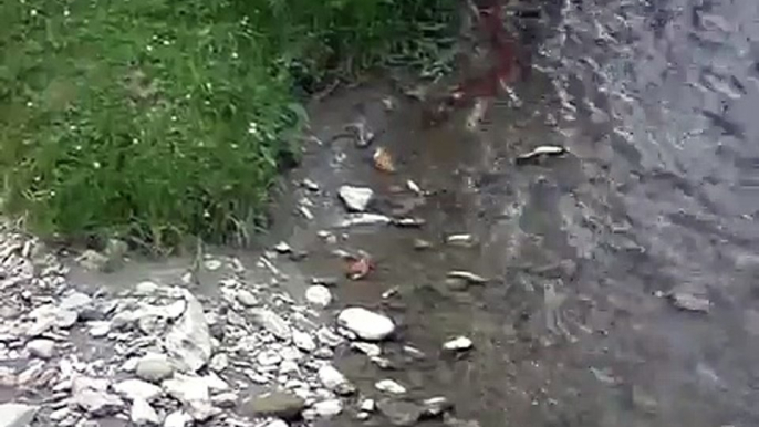 Chilalos bañándose en el río Zamora (Loja)