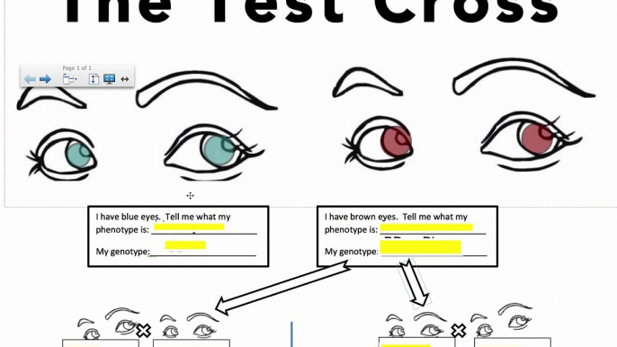 Genetic Crosses - The Test Cross (IB Biology)