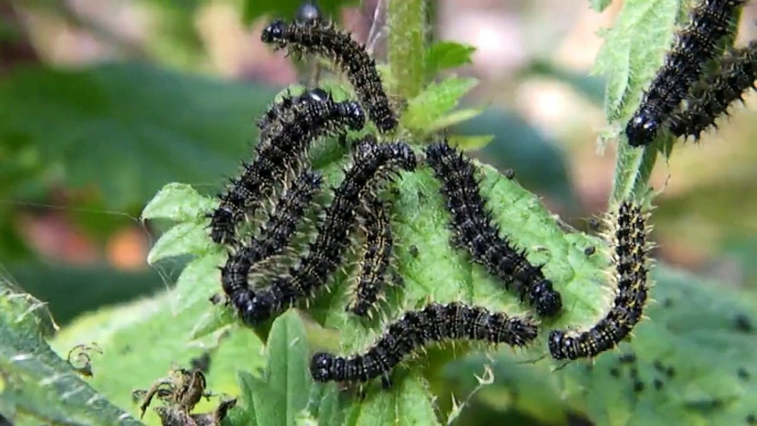 [HD] Small tortoiseshell larvae not Vanessa cardui larva aka Painted lady caterpillar