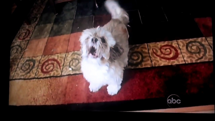 Funniest Dog on AFV - Dog sounds like he's Screaming TOO FUNNY