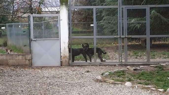 Adottare un cane del canile: Incentivi sulle adozioni offerte dal Canile di Bibiana