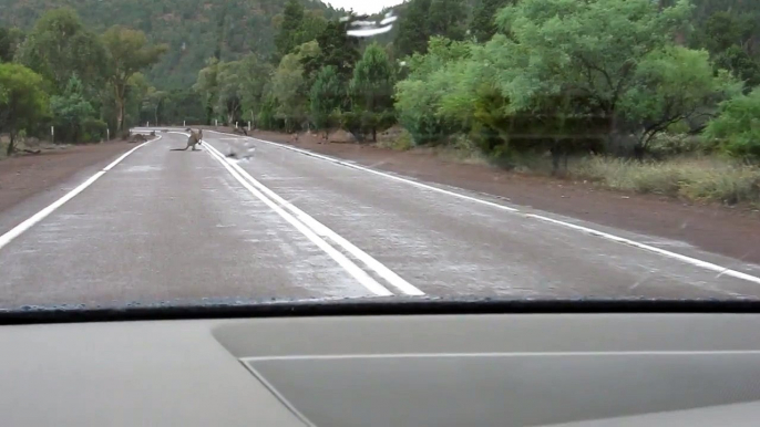 Wallabies and kangaroos come out to drink after light rain in the Flinders Ranges (South Australia)