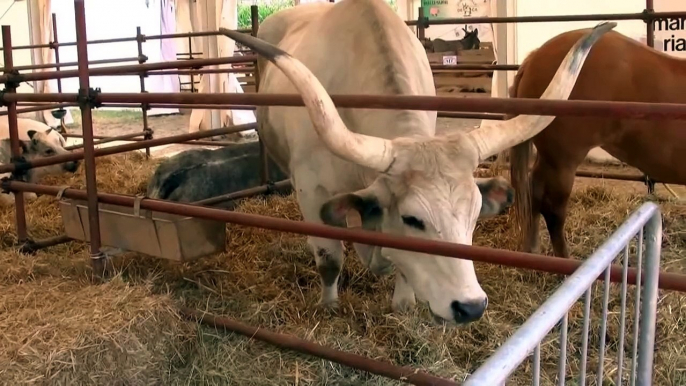 Fiera di San Gaetano 2010- Gli animali della fattoria-