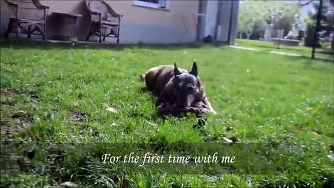 Spina- The belgian shepherd (malinois) FIRST training