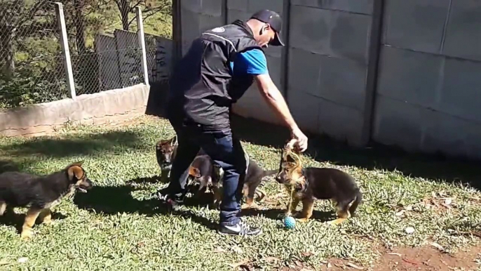 Filhotes de Pastor Alemão á Venda. (PEDIGREE).