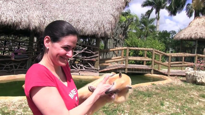 Anteater Encounter Miami Zoological Wildlife Federation