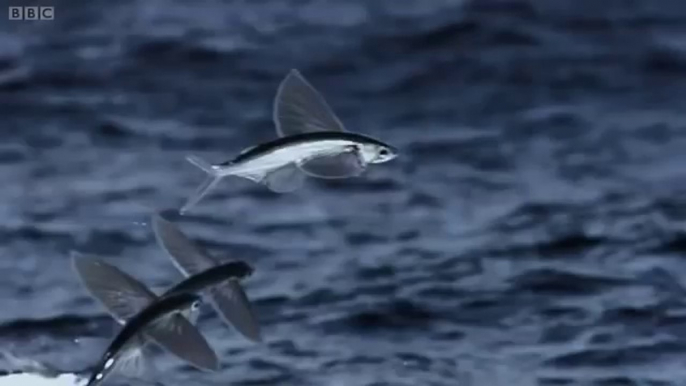 Flying Fish - BBC