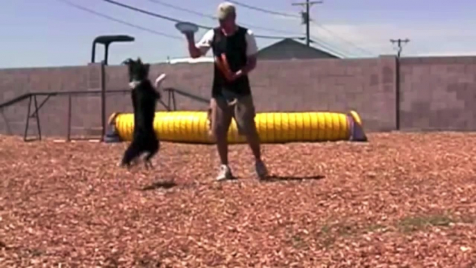 Border Collie frisbee dog