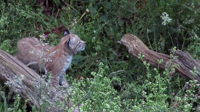 Lynx kitten born at ZSL Whipsnade Zoo