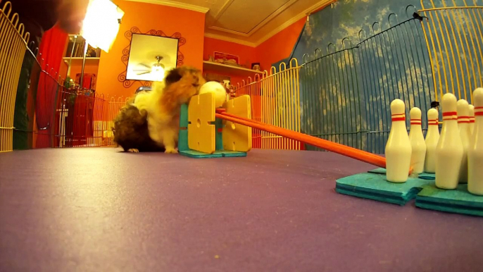 Guinea Pig Training 101 DVD Trailer