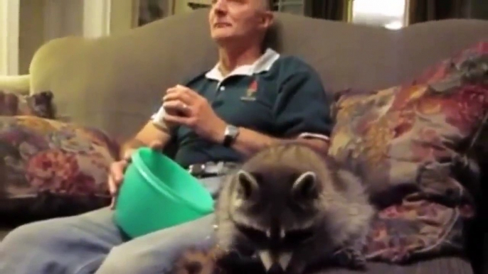 A movie, some pop corn and your raccoon : best night ever!