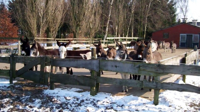 Stichting de Ezelshoeve: Ezel Filemon en Shetlandpony Storm komen aan op de Ezelshoeve 08-02-2012