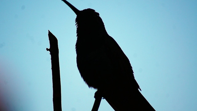 Ubatuba, SP, Brasil, Birds, birdwatcher, bird, natureza dos pássaros