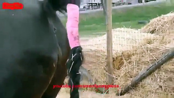 ♥ ANIMALS Giving Birth - HORSES Gives Birth to Baby so CUTE!