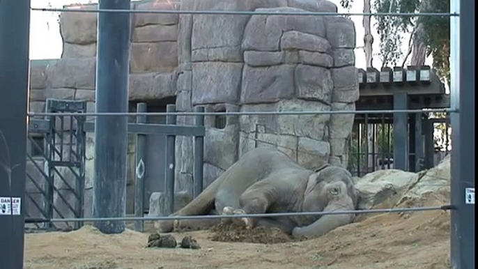 Elephant Wakes Up - SANTA BARBARA ZOO