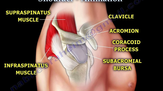 Shoulder bursitis, Tendonitis Injection Animation - Everything You Need To Know - Dr. Nabil Ebraheim