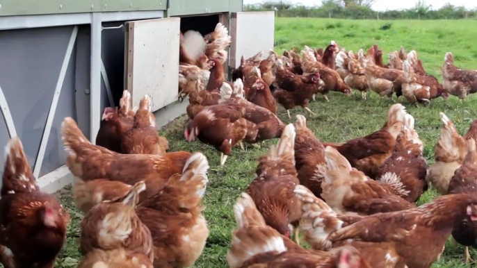 A Taste of Ireland : Dan Ahern Organic Farmer of Angus Beef & free range poultry, Farmers market