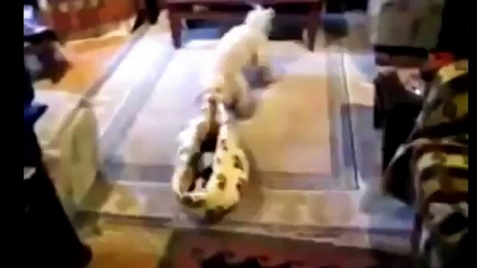 Funny Cats Stealing Dog Beds Compilation 2014 NEW HD
