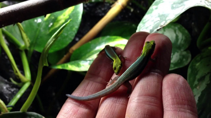 Neon Day Gecko Phelsuma Klemmeri care