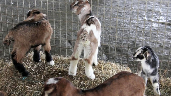 Cute Baby Kid Goats - at Oakvale Farm and Fauna World