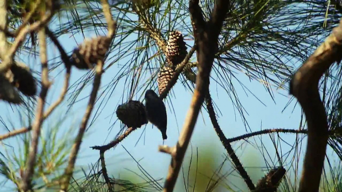 Brown-headed Nuthatches, Tall Timbers Research Station