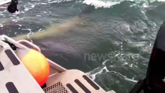 Killer whales attack sea lions