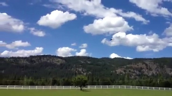 Freeflying Macaws in Idaho