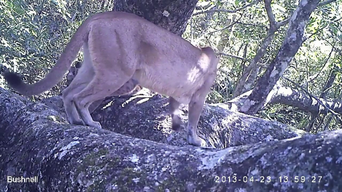 Jaguar and Puma in Tree - Projeto Onçafari