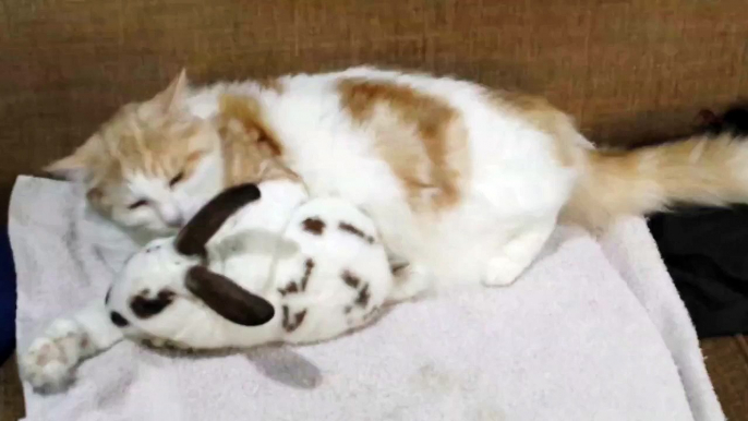 Cute Cat and rabbit cuddling and cleaning