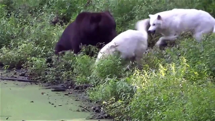 Big animal fights   natures heavyweights face off!