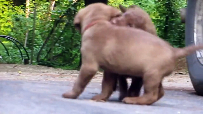 Chesapeake Bay Retriever puppies 6 weeks and Mom play at Chesamo.MOV