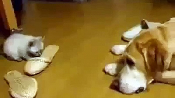 Cutest Cat Attack Ever Funny Animals Cats and Dogs