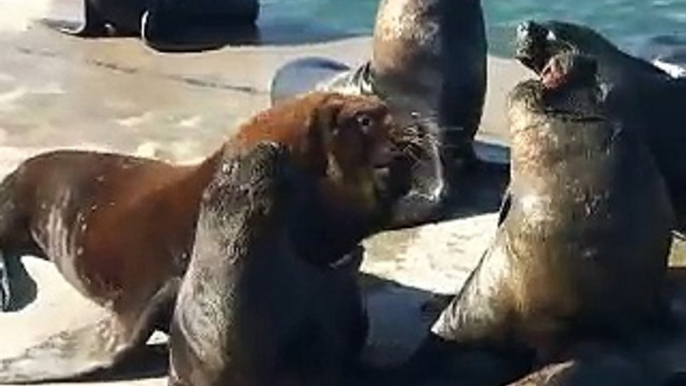 Pelea de lobos marinos