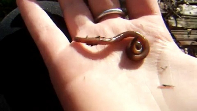 Cute Wiggling worm :3