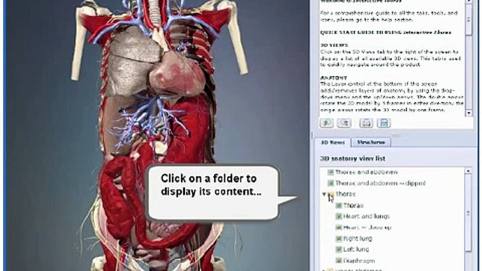 Interactive Thorax and Abdomen Human Anatomy in 3D