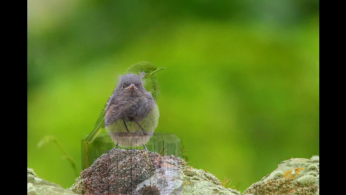 photographie animalière , les oiseaux : partie 1 les passereaux (wise-photographie)