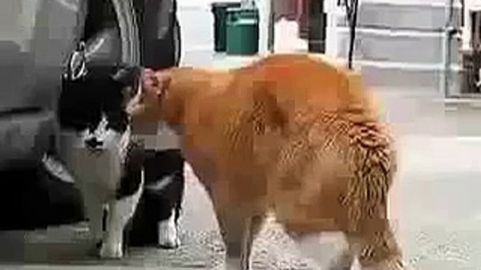 CAT GETS BOLLOCKING Funny Animal Videos
