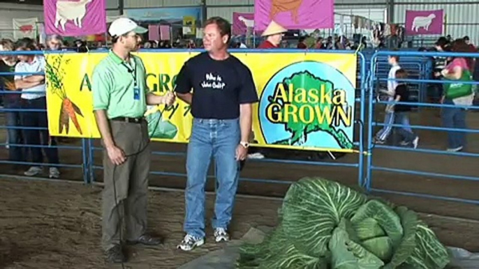 Giant Cabbage Weigh Off at Alaska State Fair Nets Another World Record