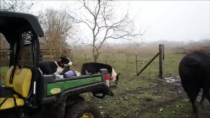 Border Collies working cattle and pup in training