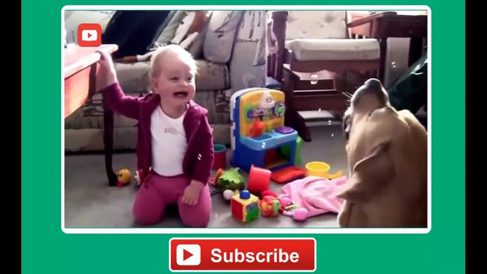 Babies Laughing at Funny Pets   Baby Laughing at Funniest Animals Compilation 2014