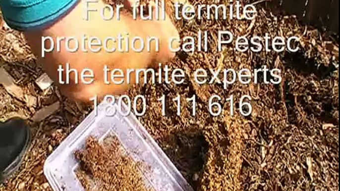 Termite and pest control Sydney. What do termites look like?