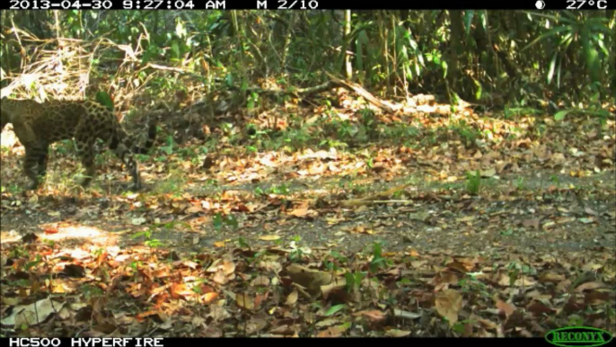 Jaguares en la Reserva de la Biosfera Maya