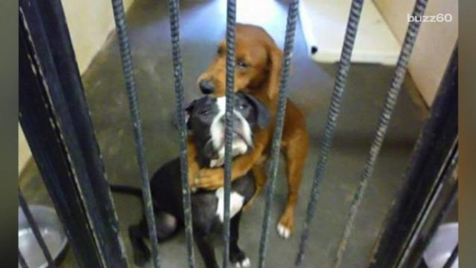 Hugging dogs from viral photo get adopted